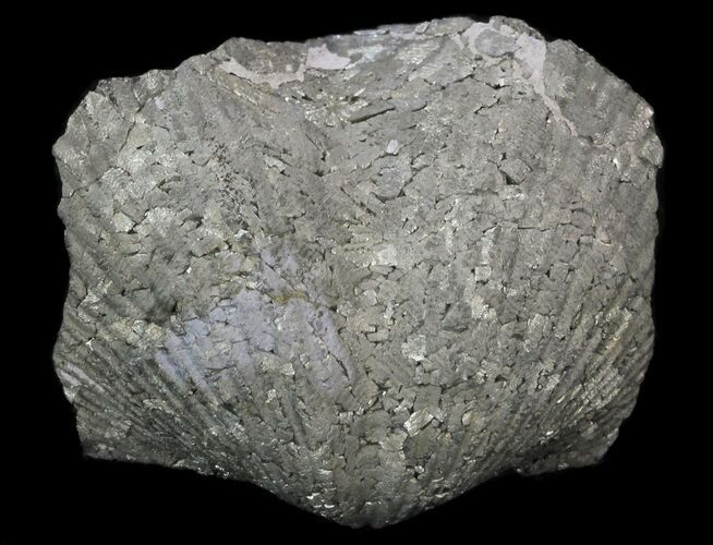 Nice Pyrite Replaced Brachiopod (Paraspirifer) - Ohio #34187